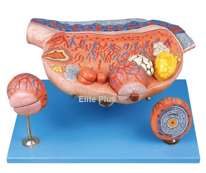 GD/A41003 Ovary Model  Cart GDA41003 Ovary Model