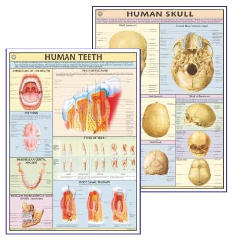 Medical Charts cpr training manikin in pune Our Products Human Physiology Charts