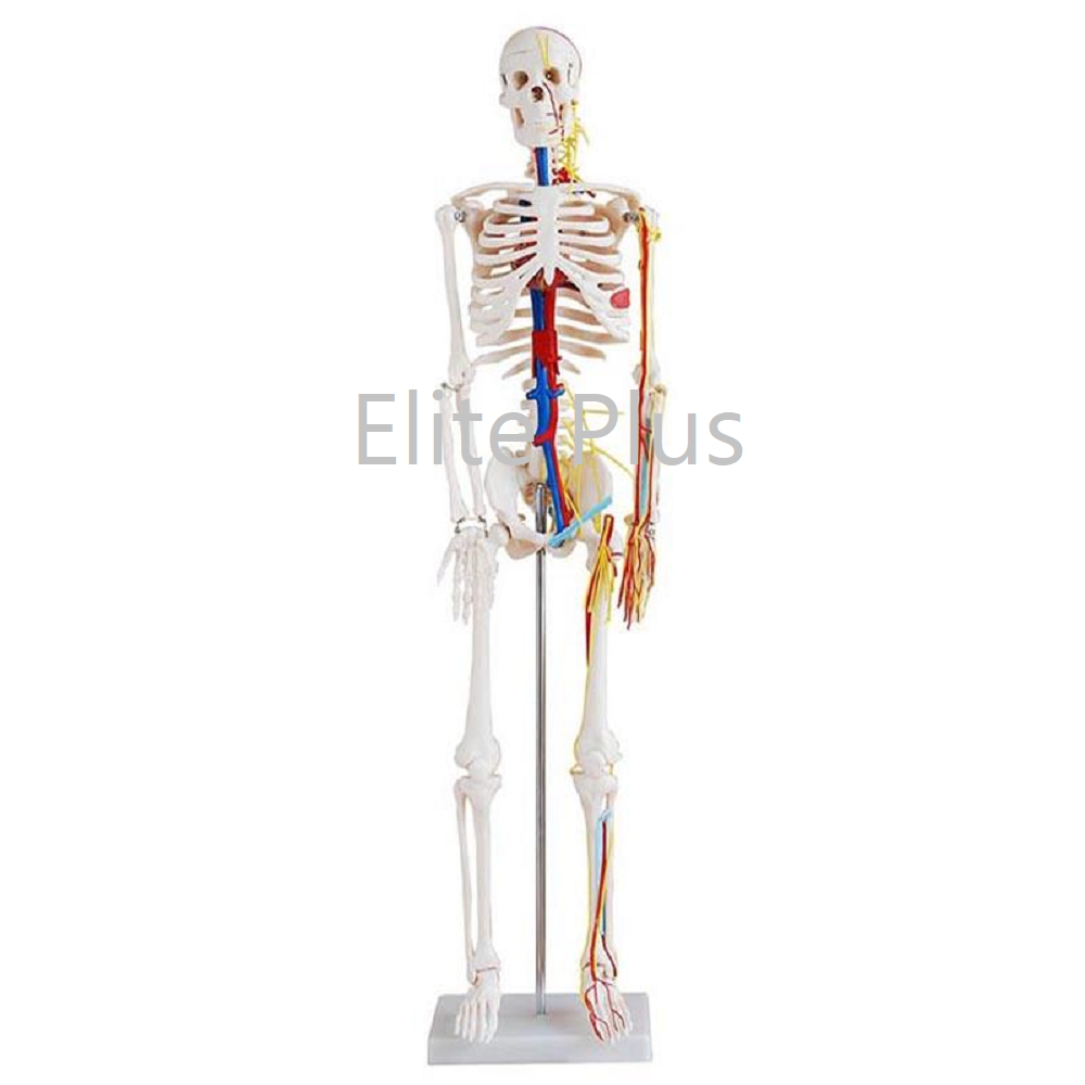Cart XC 102B 85cm Skeleton with Nerves and Blood Vessels