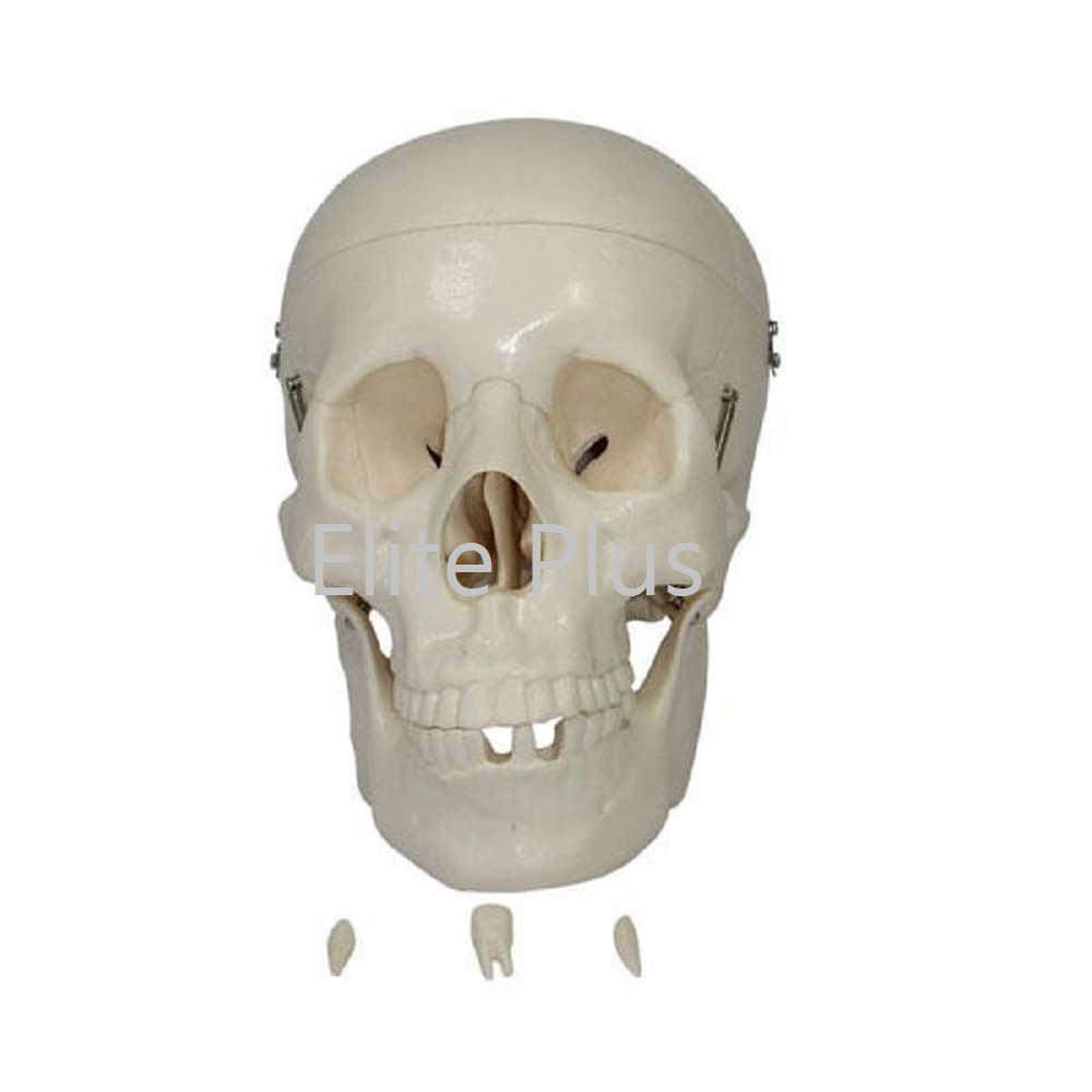 Cart XC 104 Life Size Skull 1