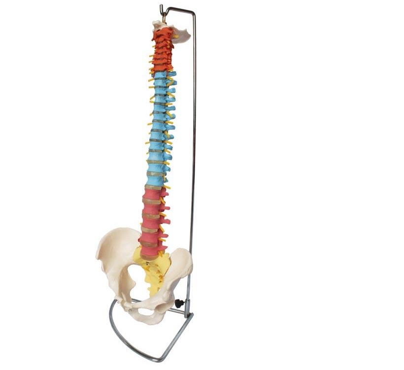 Cart XC 105C Didactic Vertebral Column with Pelvis