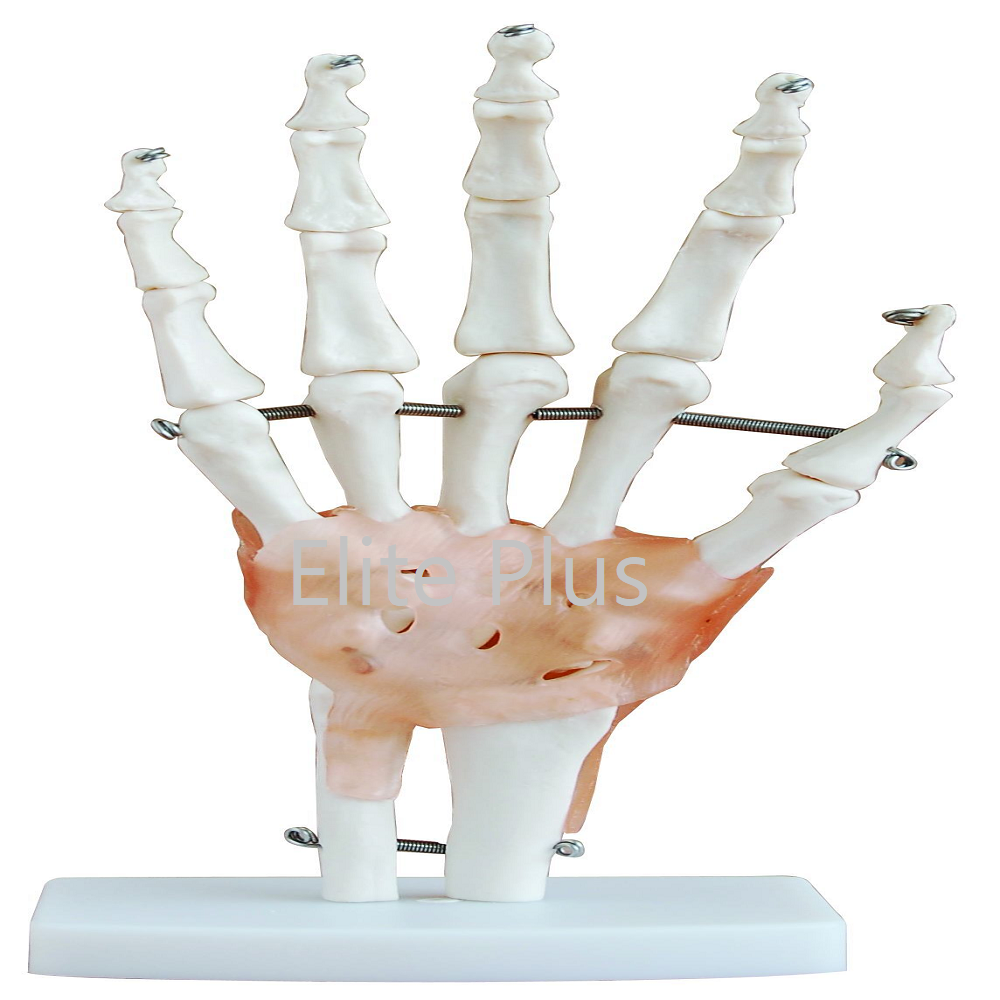 Cart XC 114A Life Size Hand Joint with Ligaments