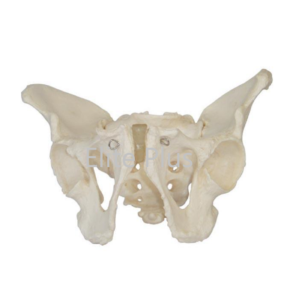 Cart XC 123 Adult Male Pelvis