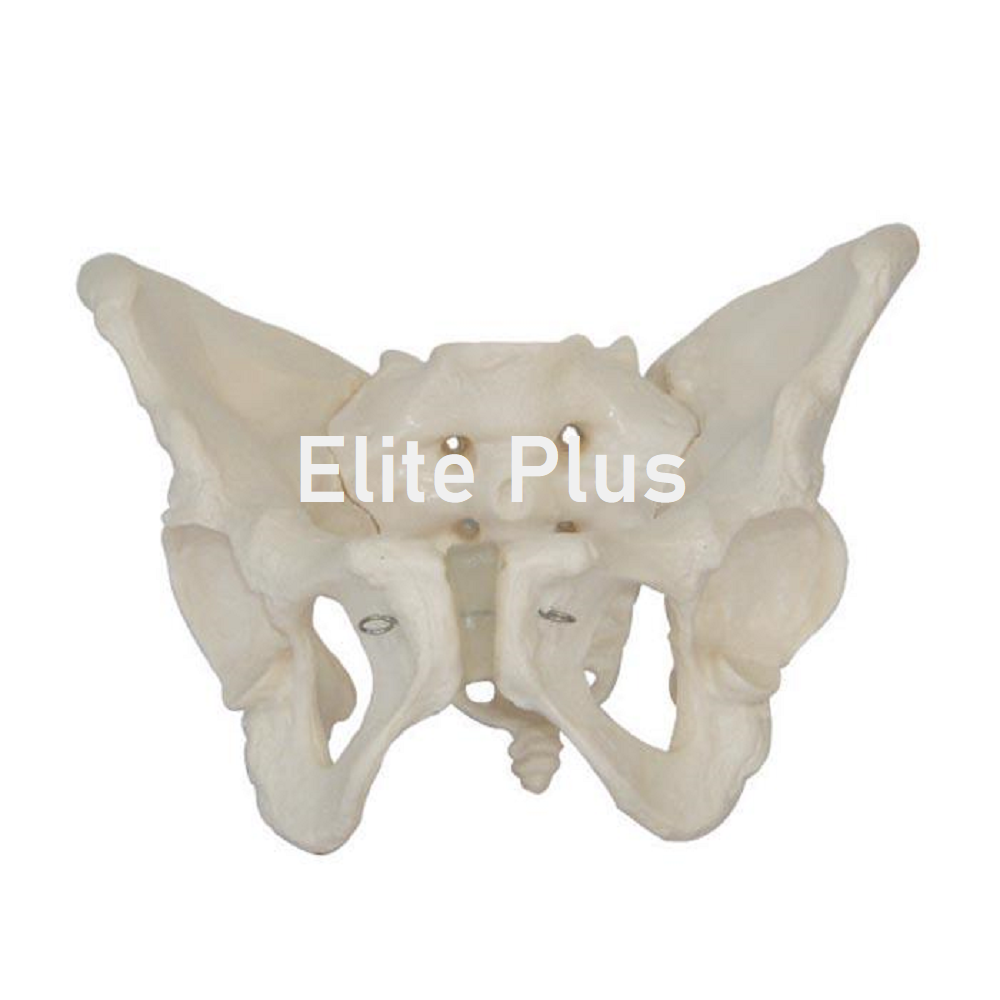 Cart XC 124 Adult Female Pelvis