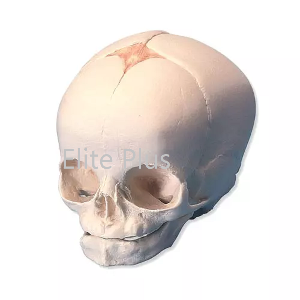 Cart ZX 1201 Human Fetal Skull