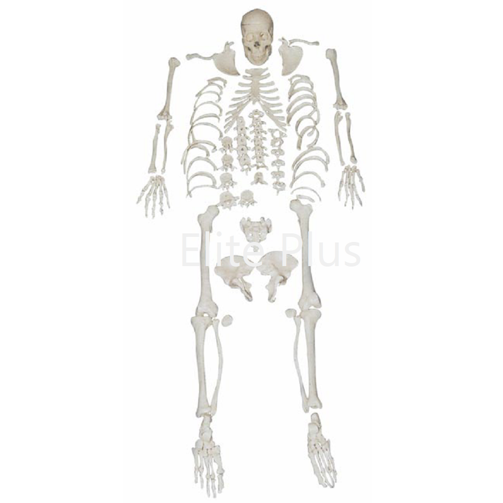 Cart XC 130 Disarticulated Skeleton with Skull