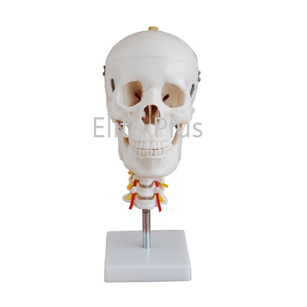 Cart XC 135 Skull with Cervical Spine