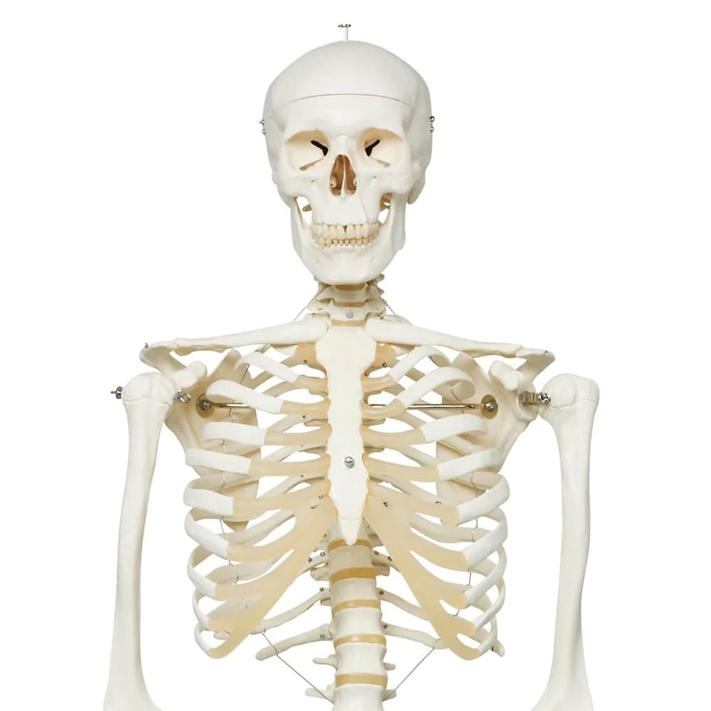 Skeleton Models cpr training manikin in pune Home Skeleton