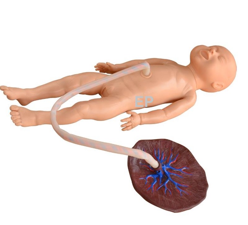 Advanced Neonate Umbilical Cord Nursing Model