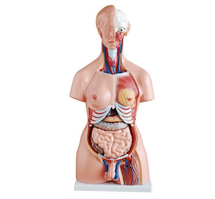 Human Torso Model cpr training manikin in pune Our Products 204
