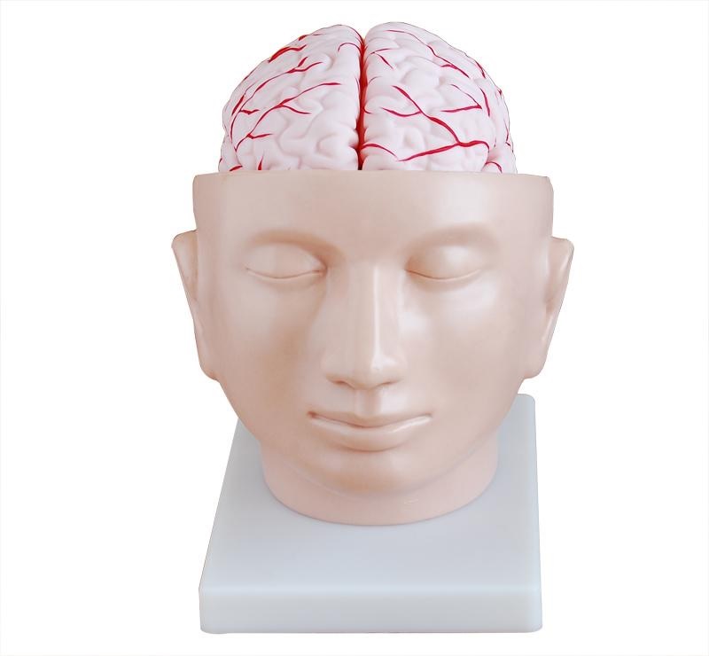 Brain & Nervous System cpr training manikin in pune Our Products 318