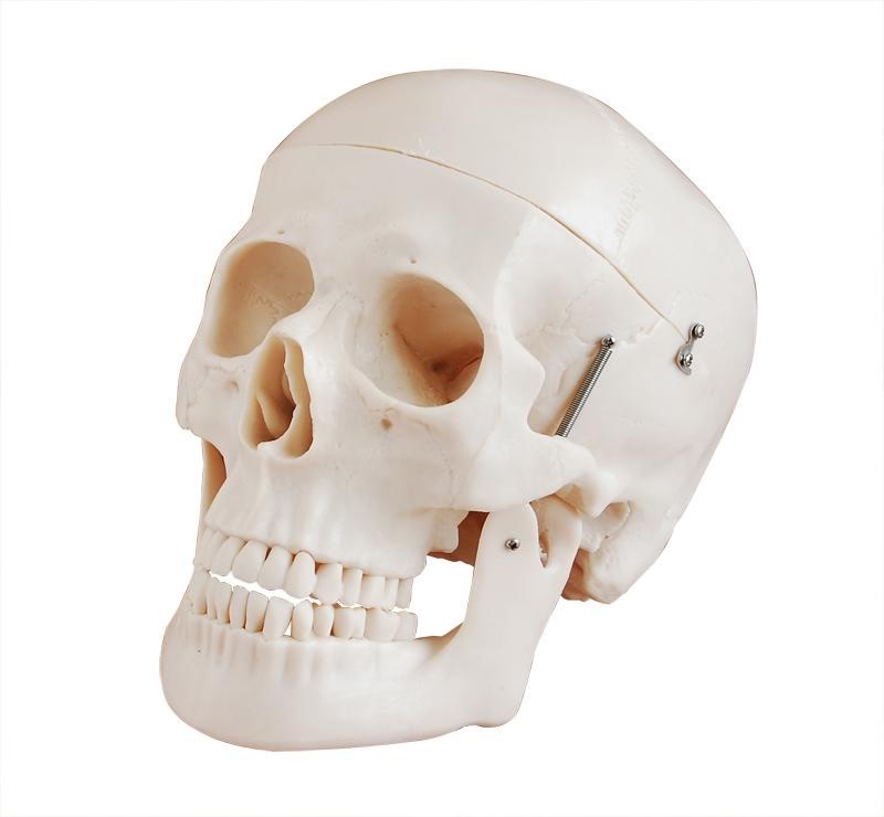 Human Skull Models cpr training manikin in pune Our Products Deluxe Life Size Skull Style D