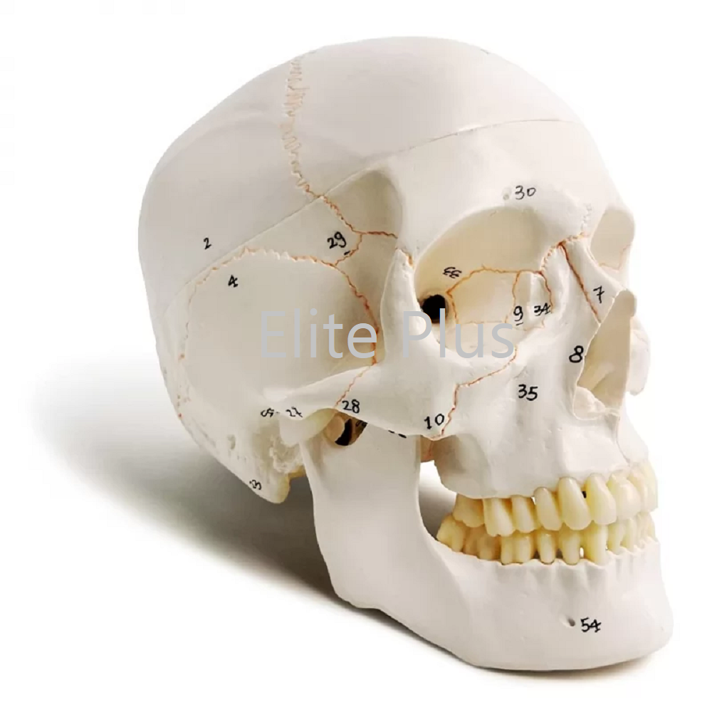 Cart Human Skull Model With Numbers1