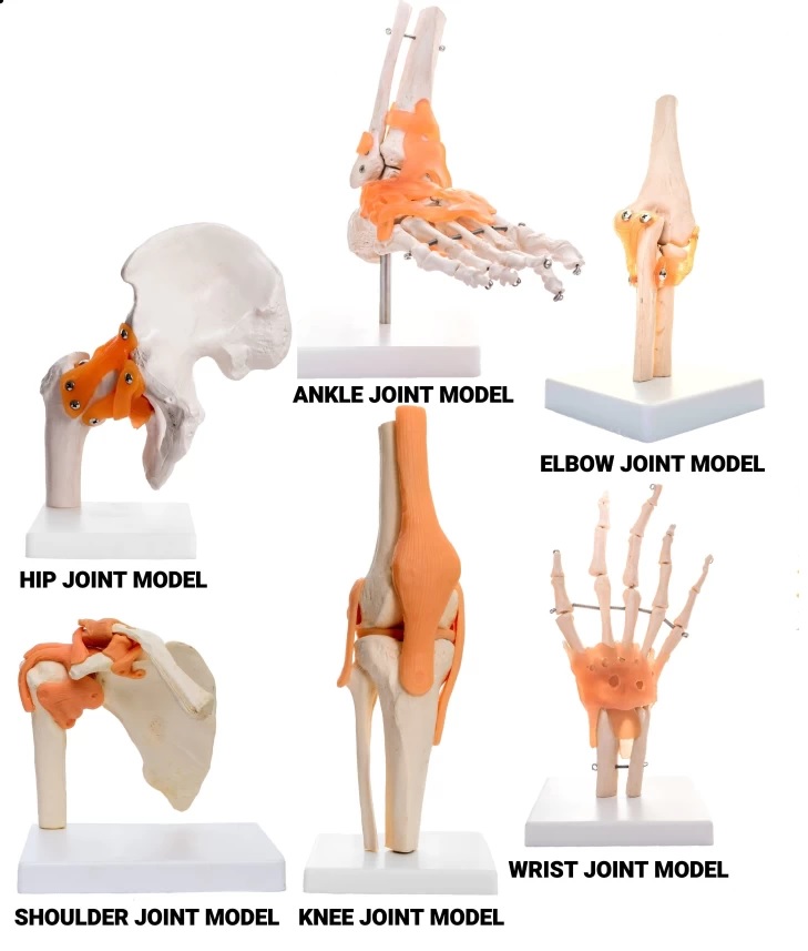 Human Joints Models cpr training manikin in pune Our Products Joints Models
