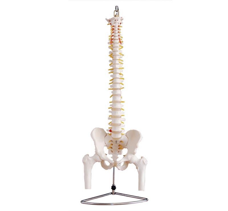 Vertebral Column cpr training manikin in pune Our Products Life Size Vertebral Column with Pelvis and Femur Heads