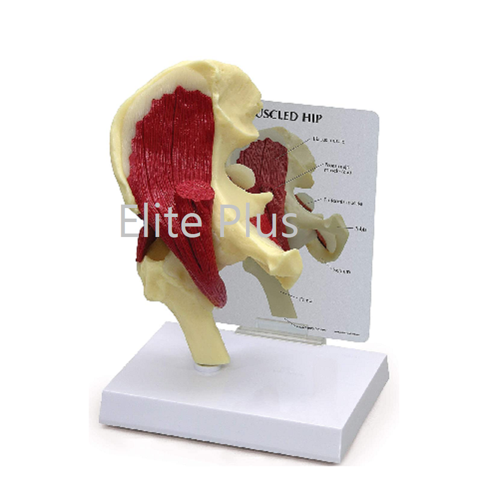 Cart SK 522 Hip Joint with Muscle