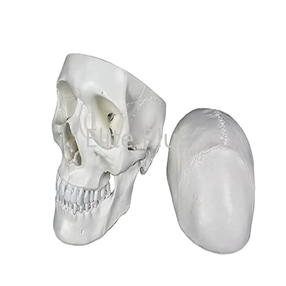 Cart Skull Model 3 Part PVC