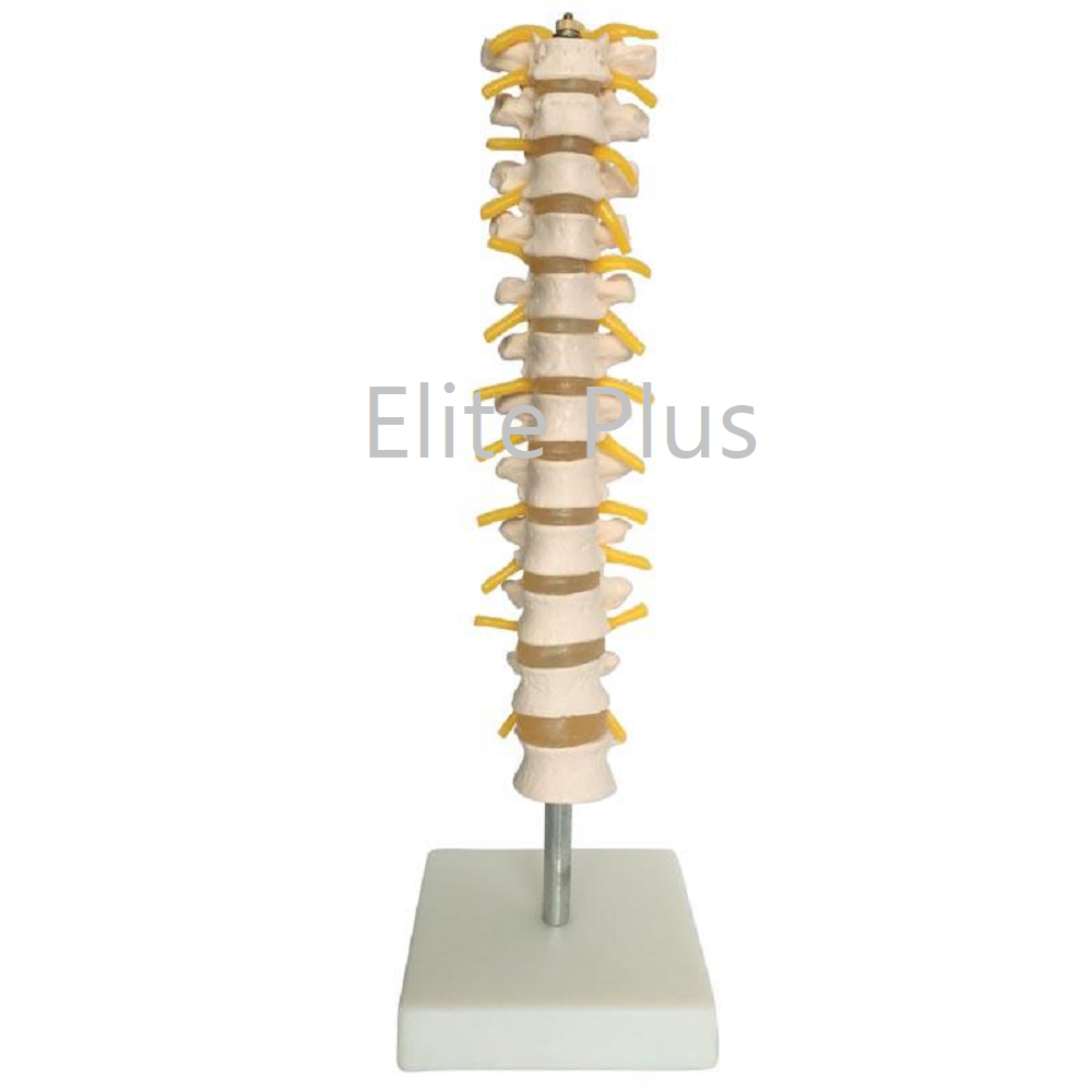 Cart XC 120 Thoracic Spinal Column 1