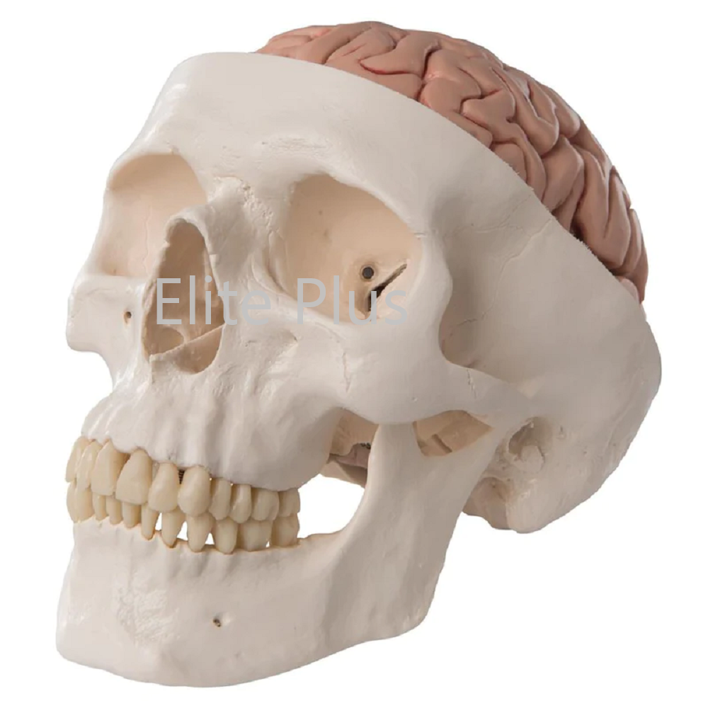 Cart ZX 1213PN Human Skull Model with Brain Numbered 1