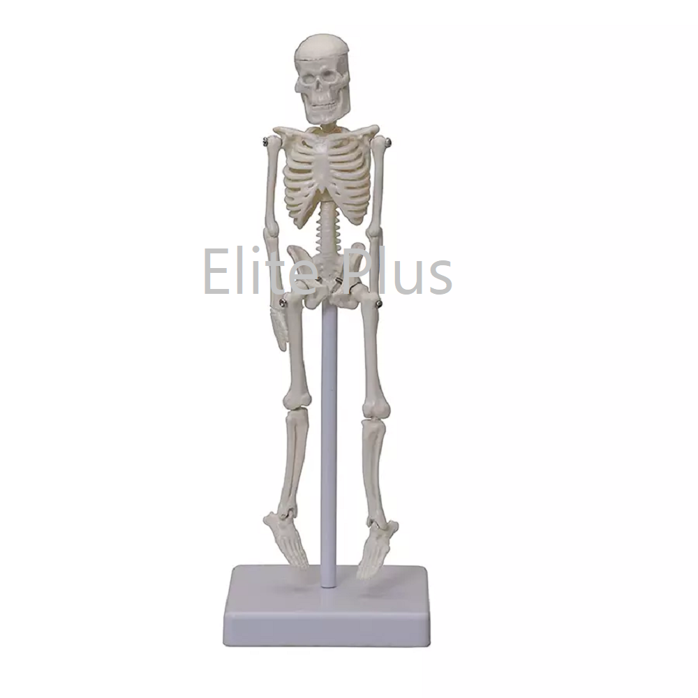 Cart ZX 1227 Tiny Skeleton 21 cm