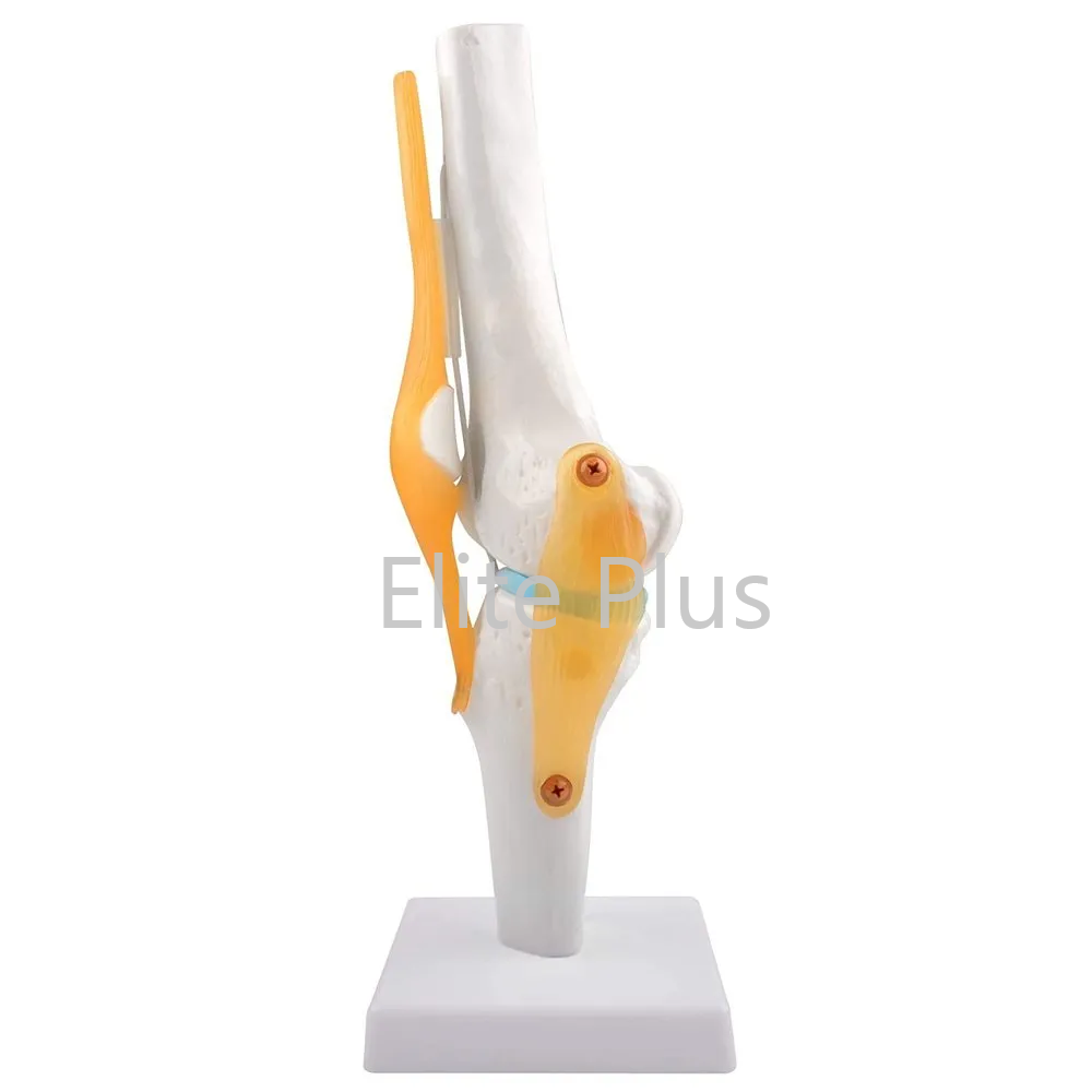 Cart ZX S111 Knee Joint With Muscle 1