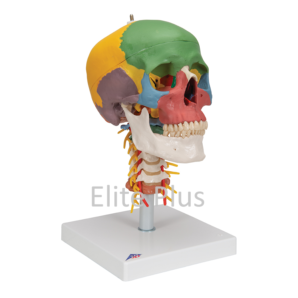 Cart ZX S135P Skull Model Painted with Cervical Vertebrae1