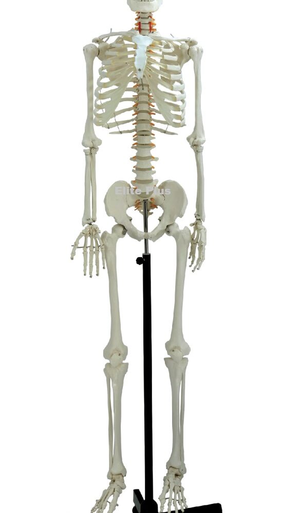 ZX-S101 Human Skeleton Male Life Size Articulated